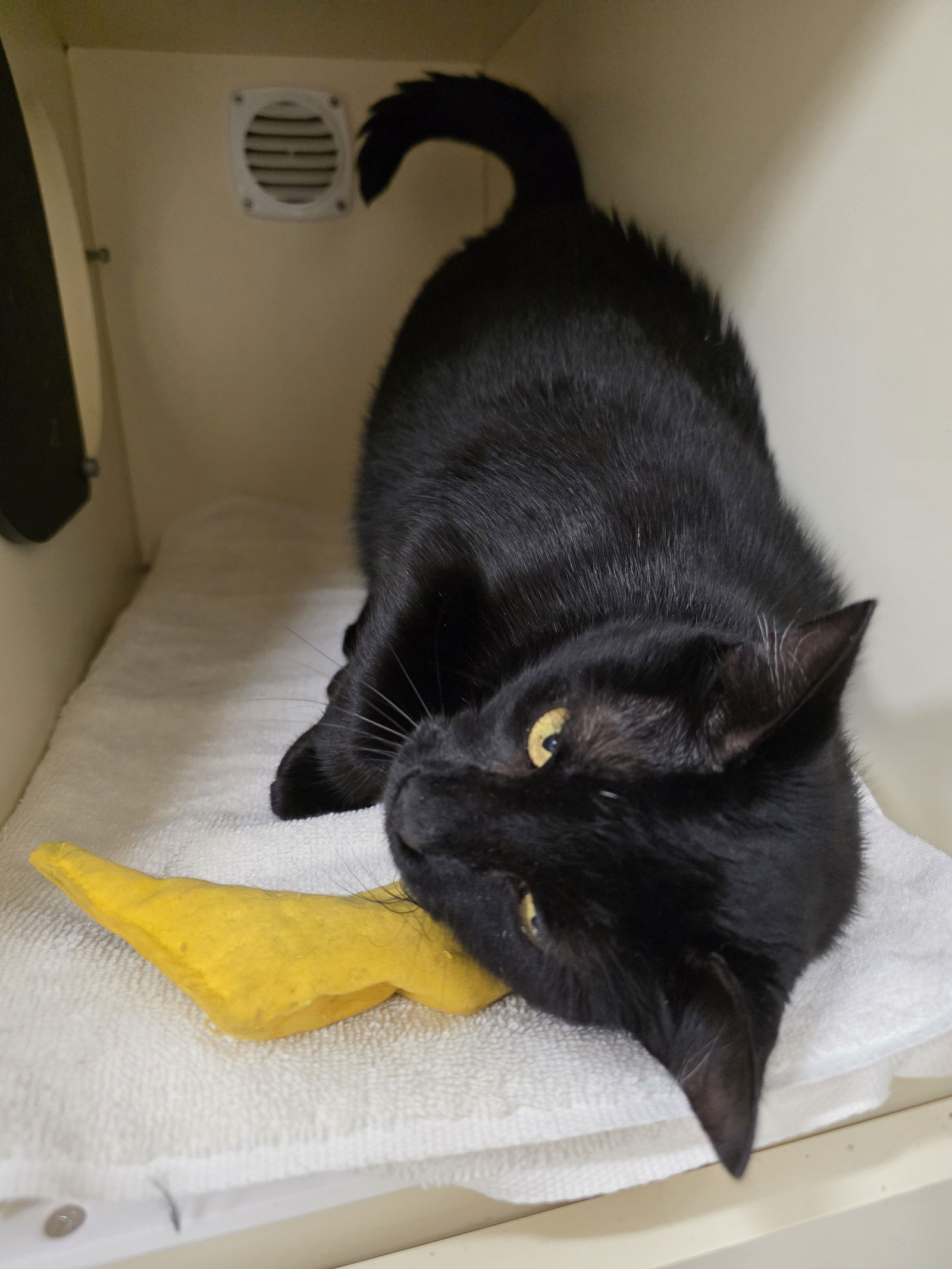 adoptable Cat in Lancaster, PA named Jasmine