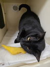 adoptable Cat in Lancaster, CA named Jasmine
