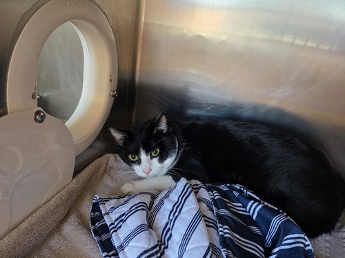 picture of the cat needing adoption