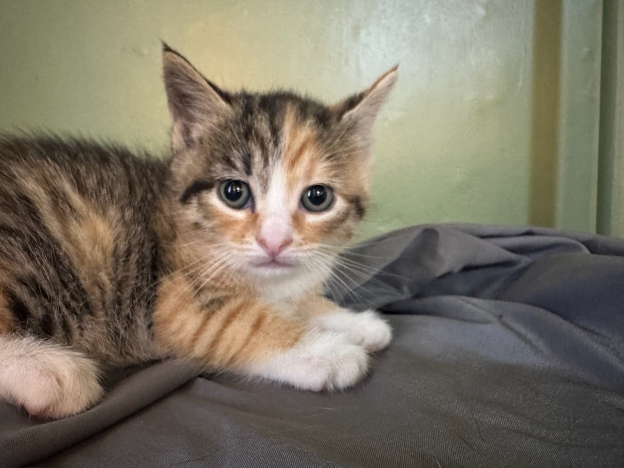 adoptable Cat in Lancaster, PA named Turtle