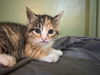 adoptable Cat in lancaster, PA named Turtle