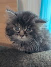adoptable Cat in lancaster, PA named Soot