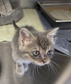 adoptable Cat in Lancaster, CA named Ce-Ce