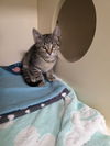 adoptable Cat in Lancaster, CA named Lilac