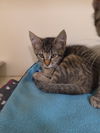 adoptable Cat in Lancaster, CA named Rose
