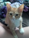 adoptable Cat in lancaster, PA named Ricky