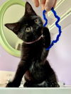 adoptable Cat in Lancaster, CA named Nellie