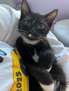 adoptable Cat in Lancaster, CA named Butterfingers