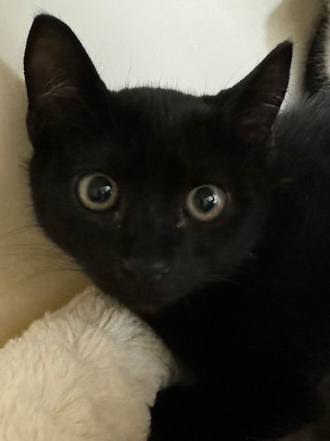 adoptable Cat in Lancaster, PA named Tuna