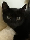 adoptable Cat in , PA named Tuna