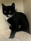 adoptable Cat in , PA named Betta