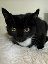 adoptable Cat in , PA named Guppy