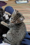 adoptable Cat in Lancaster, CA named Daniels