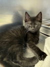 adoptable Cat in Lancaster, CA named Alvin