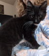 adoptable Cat in Lancaster, CA named Charlie