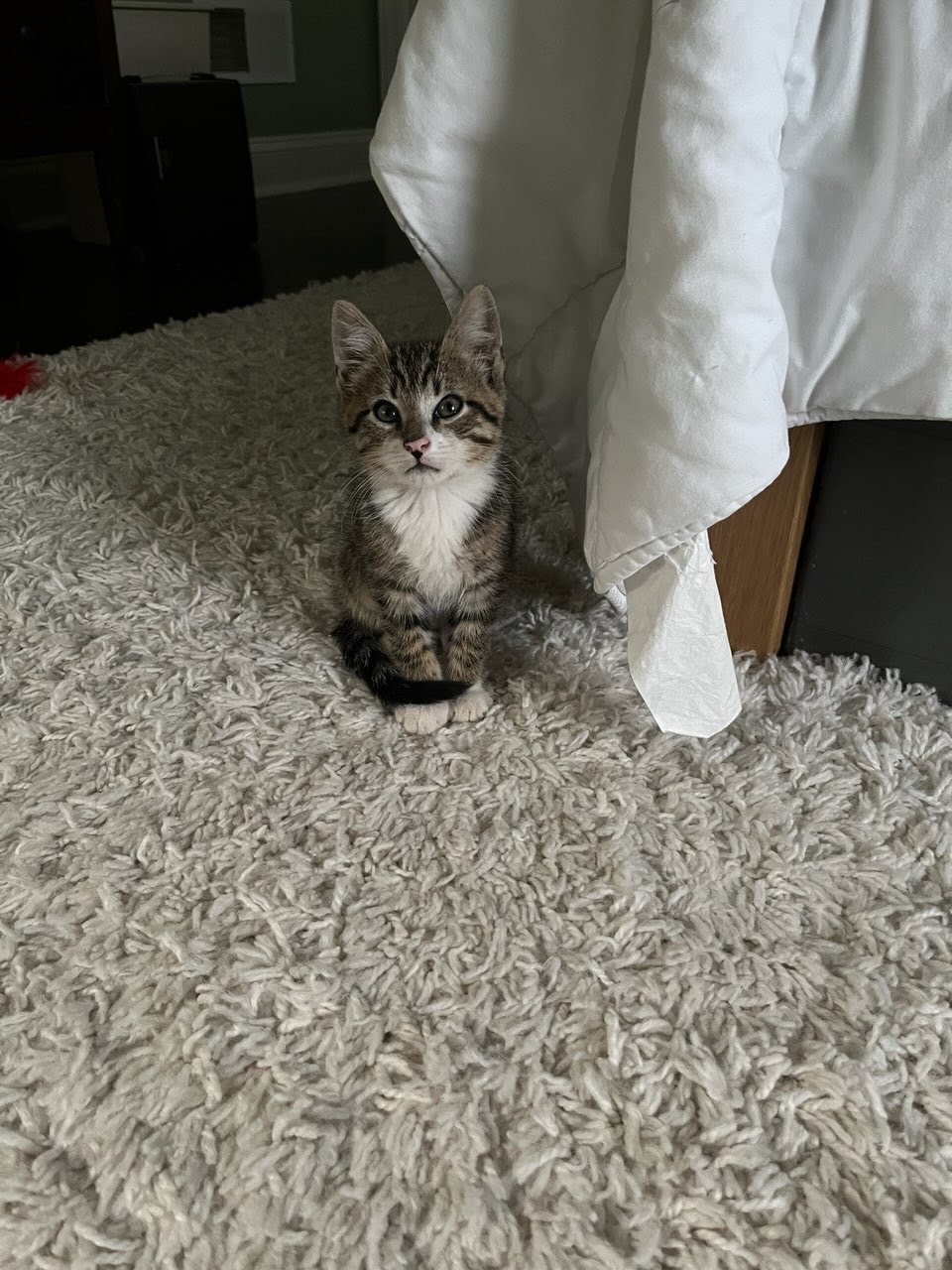 adoptable Cat in Lancaster, PA named Draven