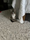 adoptable Cat in Lancaster, CA named Draven