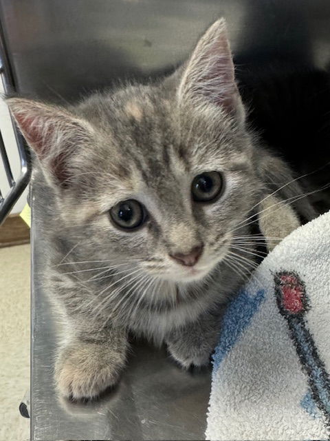 adoptable Cat in Lancaster, PA named Thea