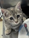 adoptable Cat in Lancaster, CA named Thea