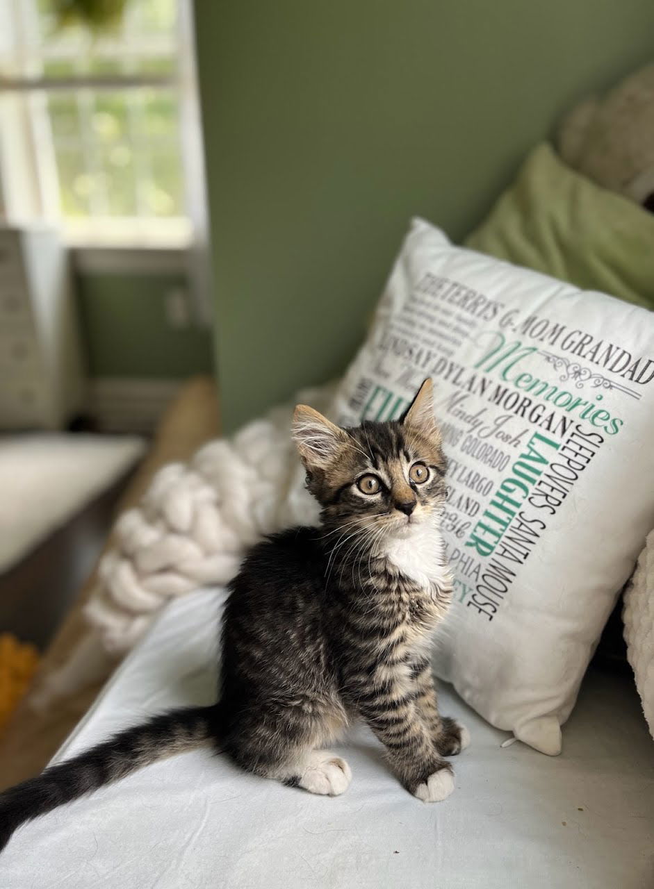 adoptable Cat in Lancaster, PA named Riddick