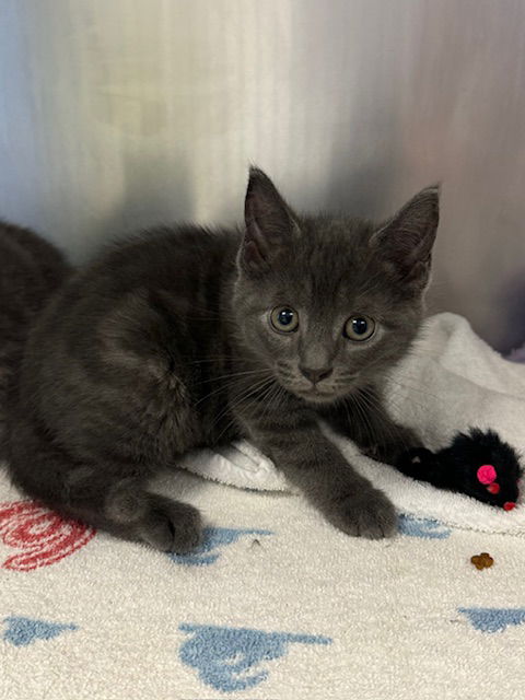 adoptable Cat in Lancaster, PA named Simon