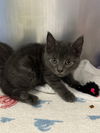 adoptable Cat in Lancaster, CA named Simon