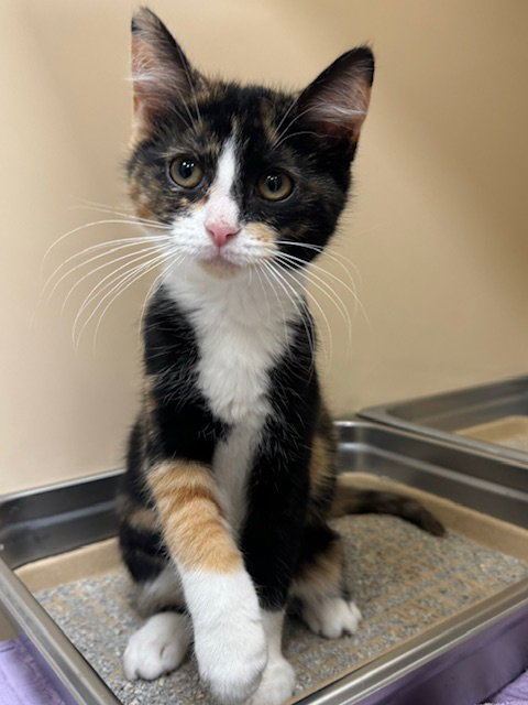 picture of the cat needing adoption