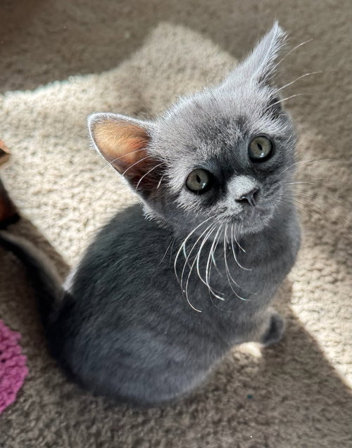 picture of the cat needing adoption