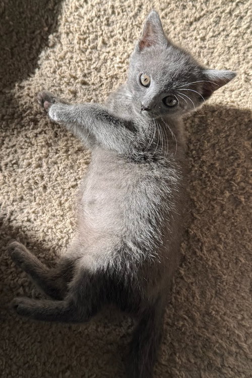 picture of the cat needing adoption