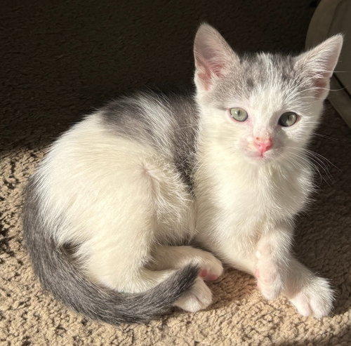 picture of the cat needing adoption