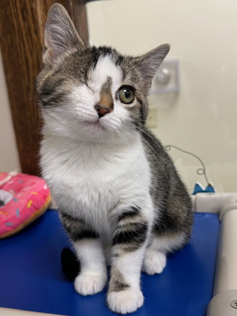 picture of the cat needing adoption