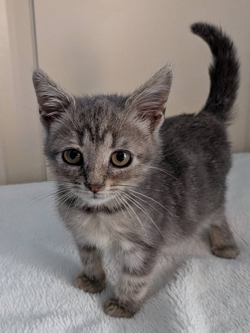 picture of the cat needing adoption