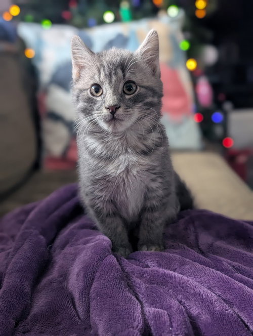 picture of the cat needing adoption