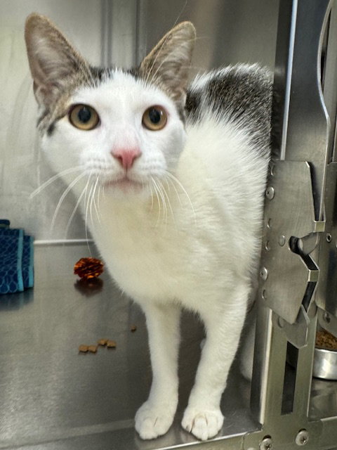 picture of the cat needing adoption