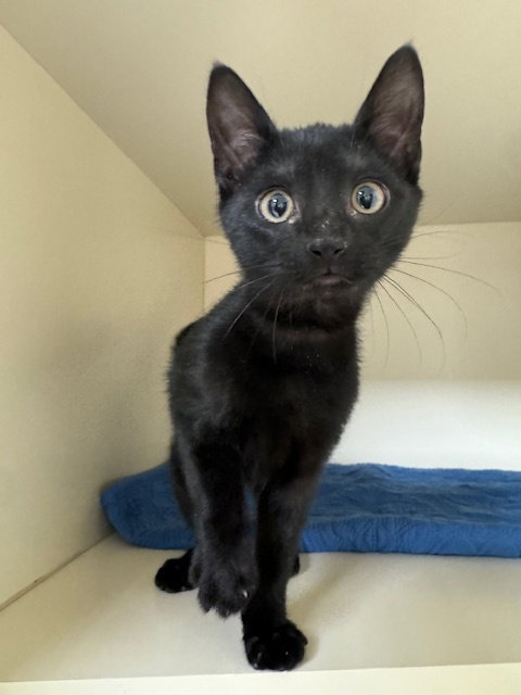 picture of the cat needing adoption