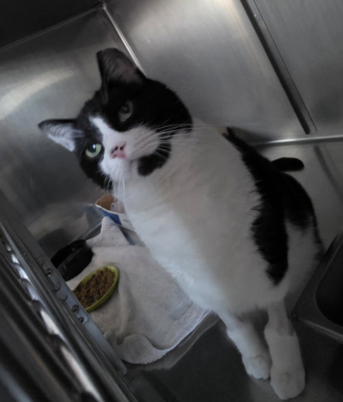 Charles, Adult Domestic Short Hair (short coat), cat for adoption in Lancaster, Pennsylvania