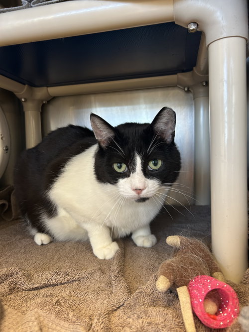 CHARLES - Domestic Short Hair available for adoption