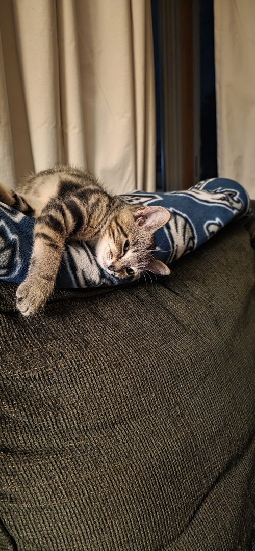 picture of the cat needing adoption