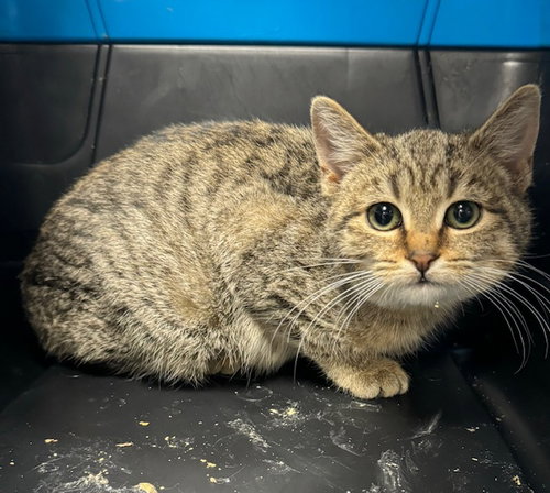 picture of the cat needing adoption