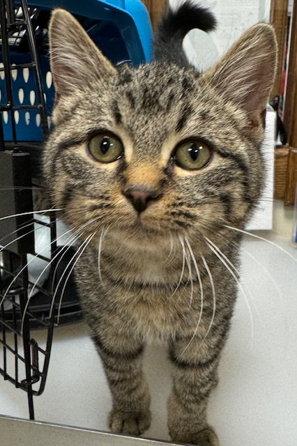 picture of the cat needing adoption