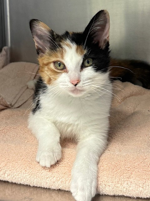 picture of the cat needing adoption