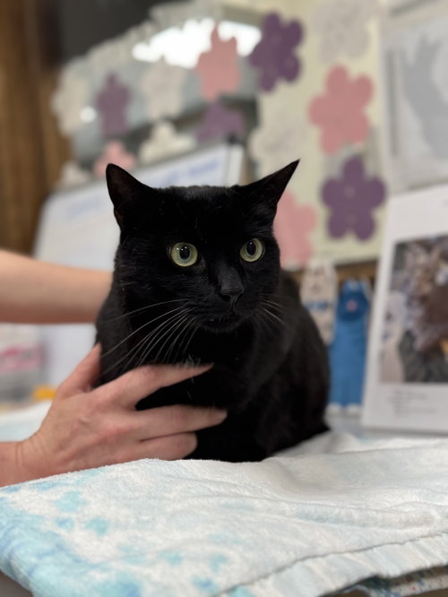 SPUNKY - Domestic Short Hair for adoption in Lancaster