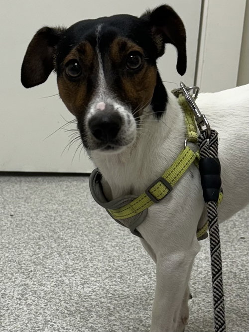 picture of the dog needing adoption