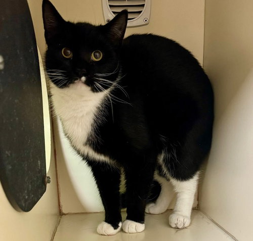 picture of the cat needing adoption
