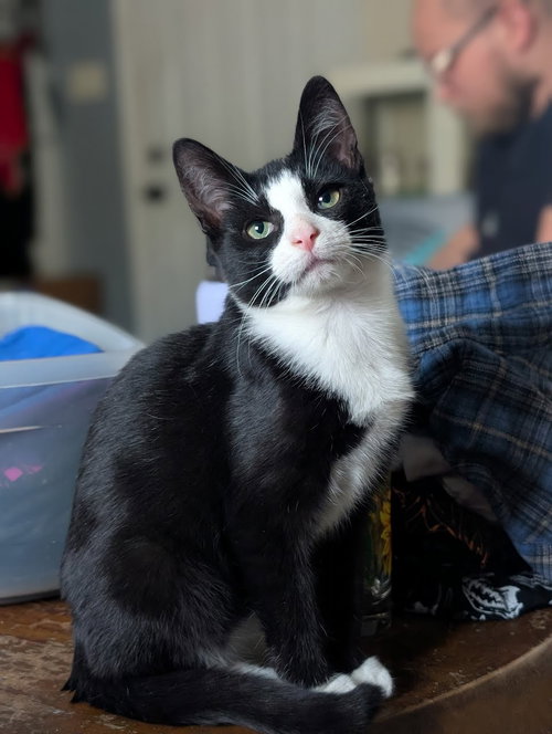 picture of the cat needing adoption