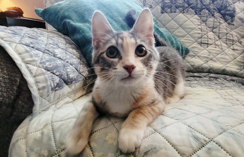 picture of the cat needing adoption