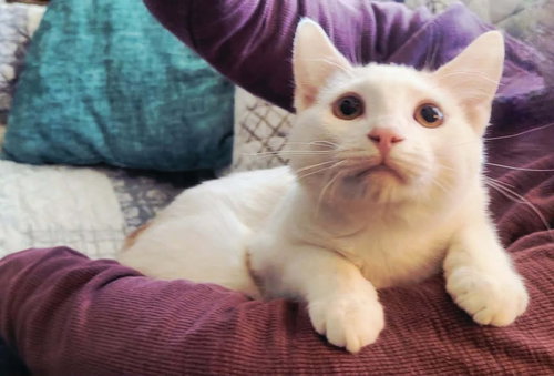 picture of the cat needing adoption