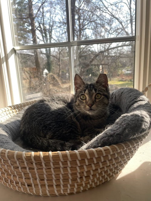 picture of the cat needing adoption