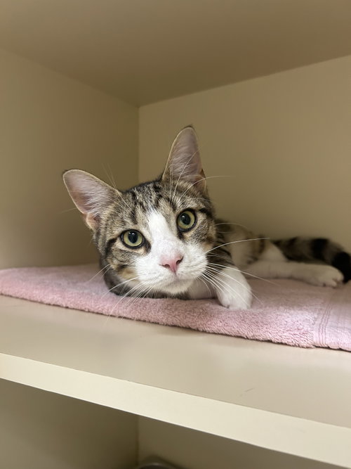 Mickey, an adoptable Domestic Short Hair in Lancaster, PA