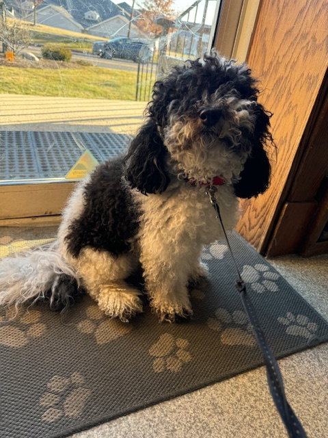 picture of the dog needing adoption